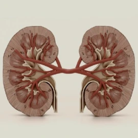 renal diseases-7af508f99ec775b1c25313d85f15a88a.jpg